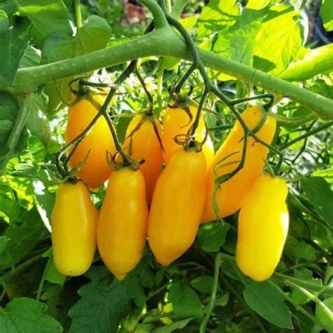 Tomato Banana Legs 50 80 Seeds Solanum Lycopersicum Vegetable