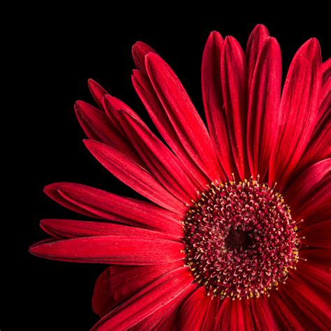 Gerbera Daisy Wallpaper 4k Red Flowers Black Background