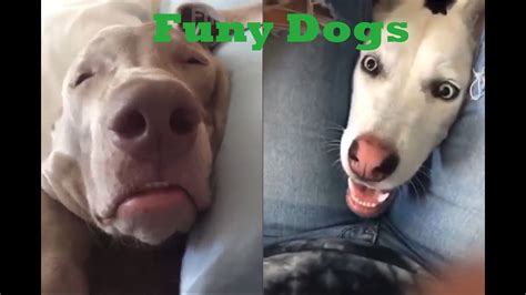 Funny Dog Video Compilation Youtube