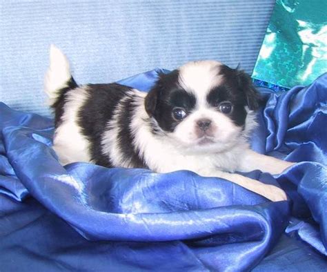 Japanese Chin Puppies For Sale Adoption From Red Deer Alberta Adpost