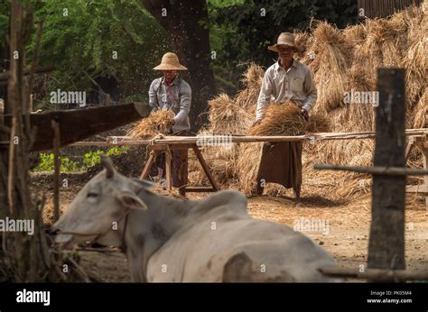 Asian Farmers Working Rice In Agricultural Town In Myanmar Stock Photo