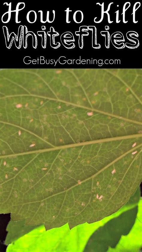 Whiteflies are a common pest on indoor plants and in greenhouses. How To Kill Whiteflies On Houseplants | Happy, House and ...