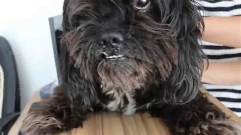 They just tilt their head 90 degrees. Nystagmus and head tilt to the right 1/2 - YouTube