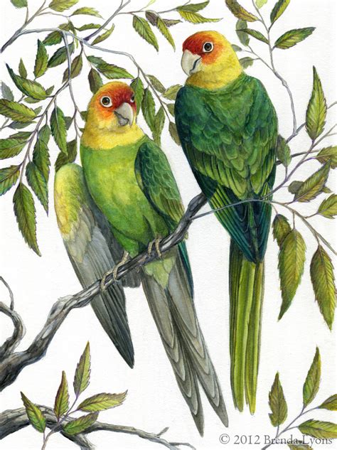 They were shot by farmers in defense of their orchards, hunted for sport, food, and for the millinery trade, and to a small degree captured as. Carolina Parakeet by windfalcon on DeviantArt