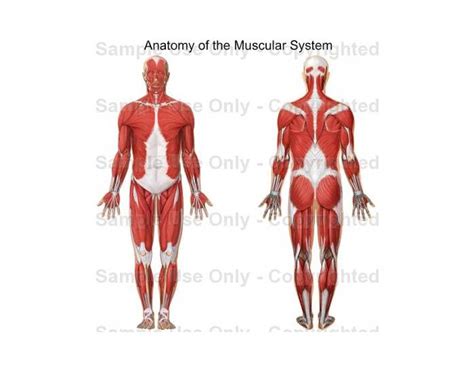 Muscles Of Human Body Diagram