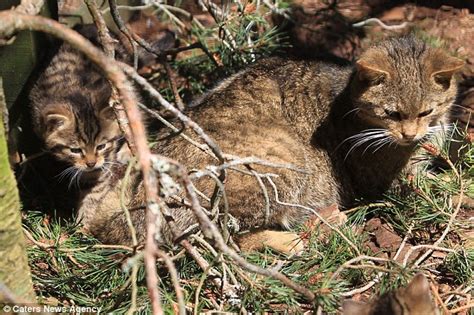 啓자는 启(열 개)자와 攵(칠 복)자가 결합한 모습이다. est100 一些攝影(some photos): Scottish Wildcats , Brave and Merida, Highland Wildlife Park, Scotland. 蘇格蘭野貓