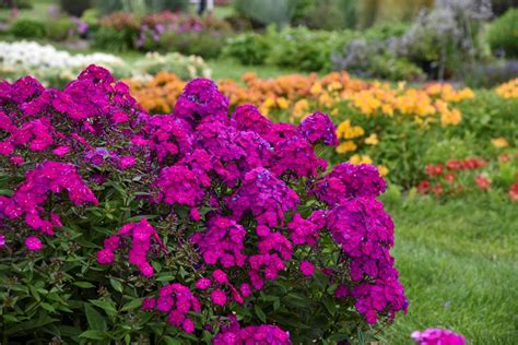 Growing Caring For Phlox Flowers In Your Garden Garden Design