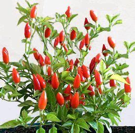 Cento grammi di peperoncino contengono: Peperoncino (Capsicum frutescens): piccantezza gradazione ...