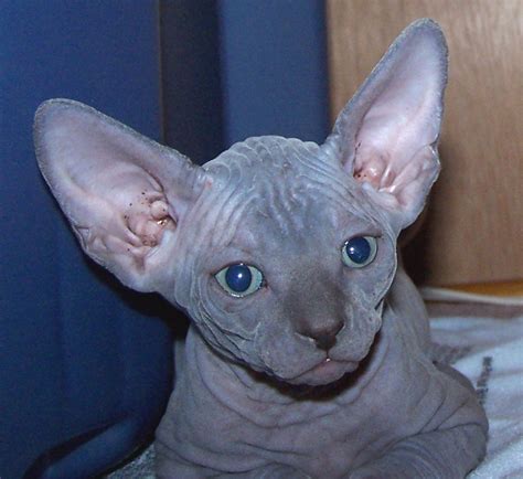 Hairlessness in cats is a naturally occurring genetic mutation, and the sphynx was developed through selective breeding of these animals, starting in the 1960s. blue sphynx cat : Biological Science Picture Directory ...