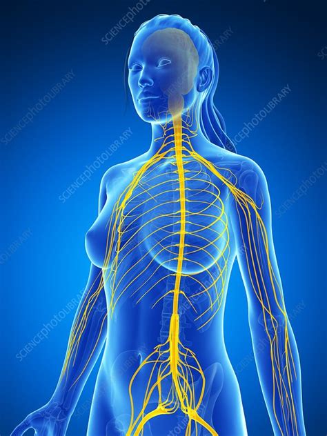 Female Nervous System Artwork Stock Image F0095468 Science