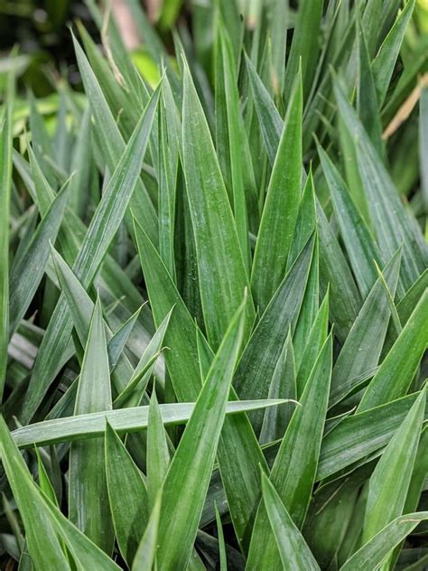 Several species make great indoor plants and thrive in u.s. How to Care for a Yucca Plant: Indoor and Outdoor Yucca ...