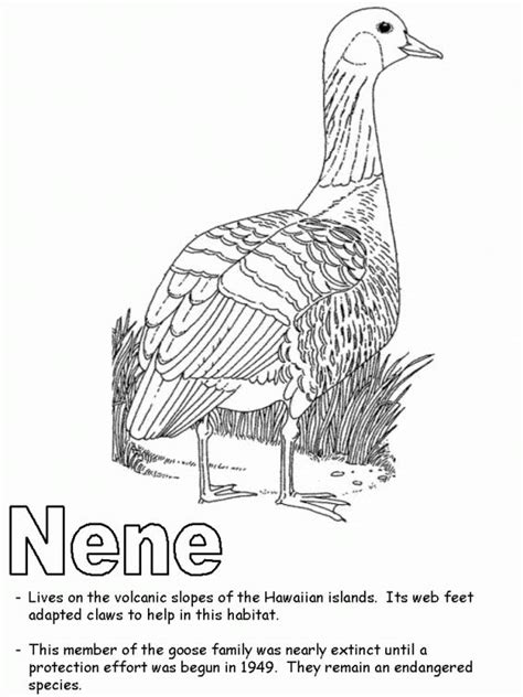 Lady gaga coloring pages for toddlers ] 2. Nene is the state bird of Hawaii coloring page | Bird ...