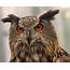 European Eagle Owl Bubo  The Eurasian Or S… Flickr