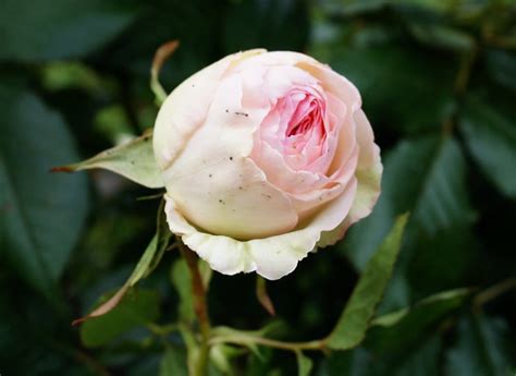 Strauchrose Eden Rose 85 Kaufen Floranza Floranzade Ihr Online