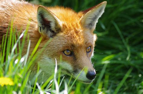 Fox Animal Grass Wallpapers Hd Desktop And Mobile Backgrounds