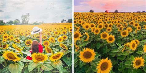 11 Sunflower Farms Around Toronto Where You Can Get Lost In Vibrant