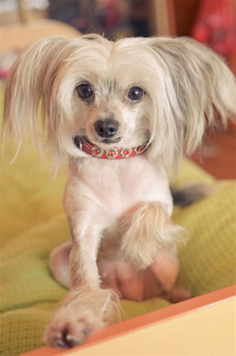 Handsomedogs Chinese Dog Chinese Crested Dog Chinese Crested Puppy