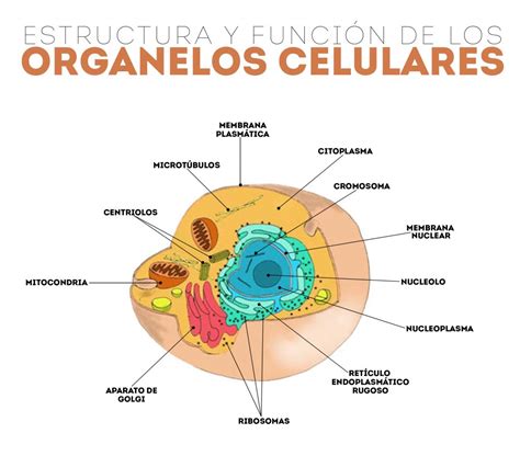 Organelos Celulares Repositorio De Objetos De Aprendizaje Ug
