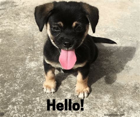 Hello Pictures With Puppy Hello Wallpaper Wallpaper Images Hd Custom