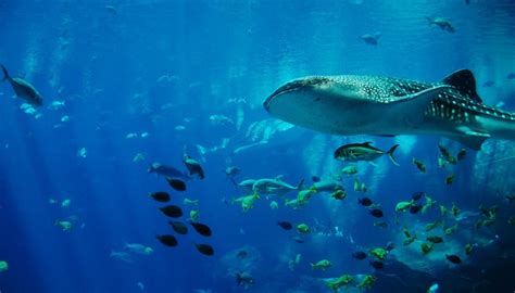 Unlocking The Mystery Of Whale Sharks Is This Species On The Brink Of Extinction Balisharks Com