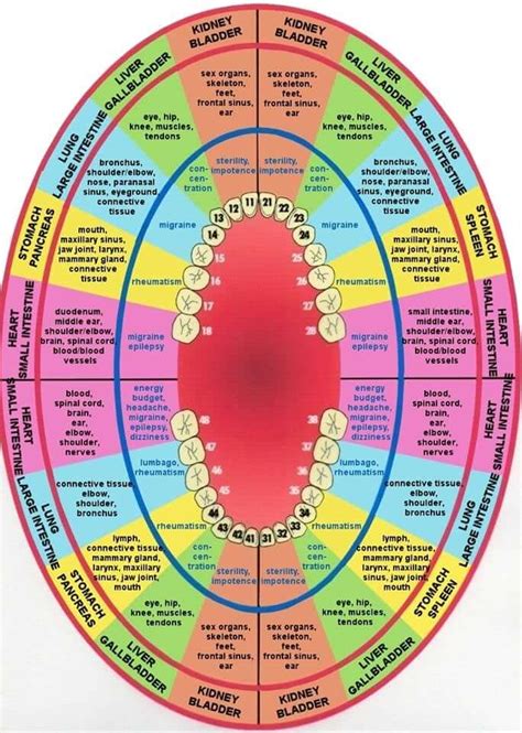 Meridian Tooth Chart Teeth To Organs Relationship News Dentagama
