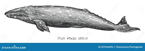 Gray Whale Hand Draw Illustration Vintage Engraving Style Black And
