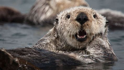 In Search Of The California Sea Otter Bbc Travel