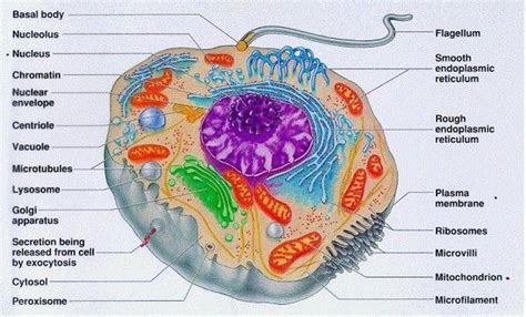 24 Eukaryotic Cell Structure A Level Biology Student
