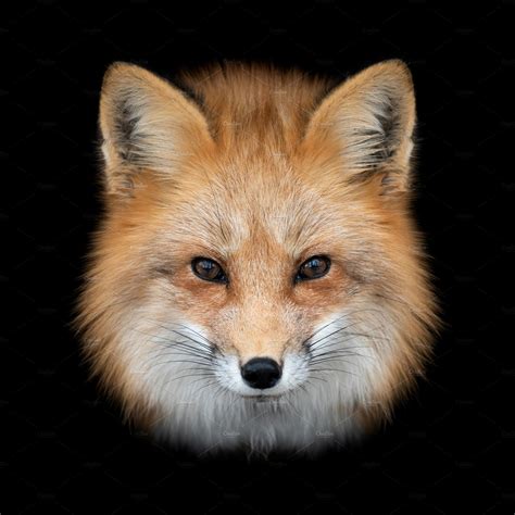 Red Fox On Dark Background Animal Stock Photos Creative Market