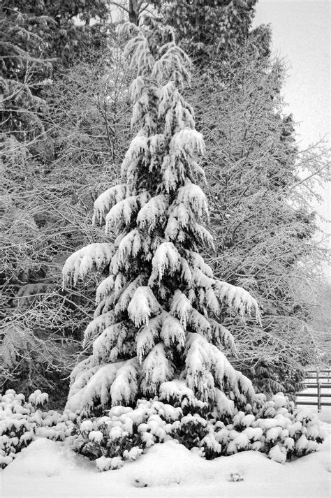 Large Snowy Evergreen Tree By Mogieg123 On Deviantart