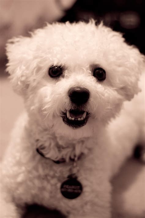 The Cutest Bichon White Toy Poodle Animals And Pets Cute Animals