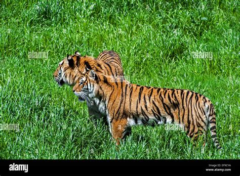 Two Bengal Tigers Panthera Tigris Tigris Native To India Bangladesh