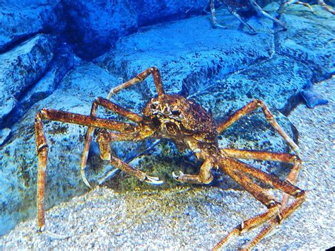 Giant Spider Crab Spider Crabs Sea Flickr