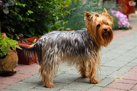 Yorkshire Terrier Dog Breed Information Buying Advice Photos And