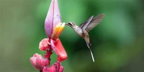 fauna qué es concepto fauna silvestre y doméstica flora