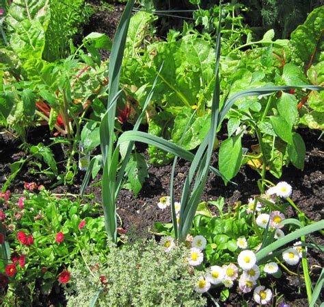 Organic Spring Vegetables Ready For Planting Igozen