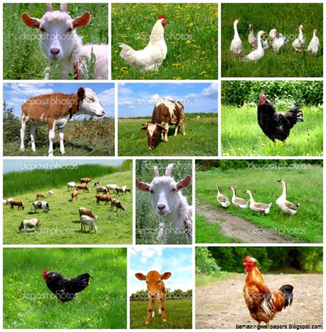 Farm Animals Collage Amazing Wallpapers