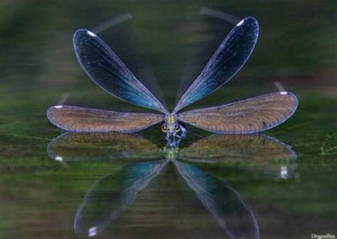 Reflection Dragonfly Images Dragonfly Art Dragonfly Dreams Dragonfly