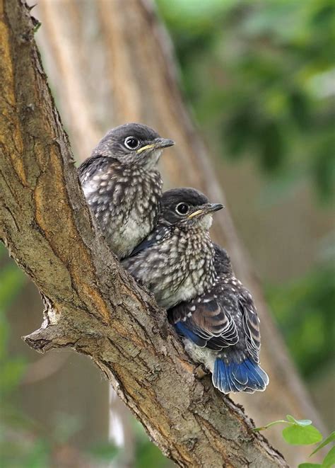 If the nest was full of baby the spiritual meaning of a baby bird is related to the person's creativity, spirituality, imagination, freedom. Baby Eastern Bluebirds | Pet birds, Backyard birds, Animals