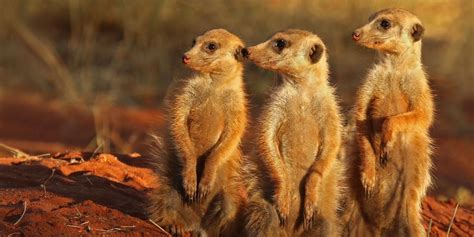 Mongoose A Complete Guide To The Mongooses Of Africa