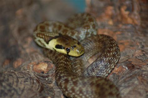 The picture shows a copperhead snake. SW England Aesculapian snakes - Reptile Forums