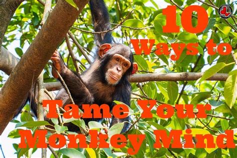 10 Ways To Tame Your Monkey Mind And Stop Mental Chatter Monkey Mind