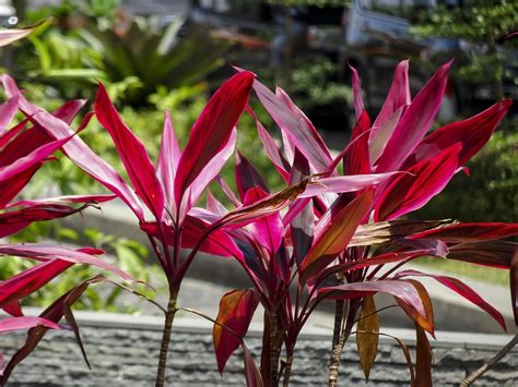 Cordyline Plant Care Guide Characteristics Watering Best Varieties