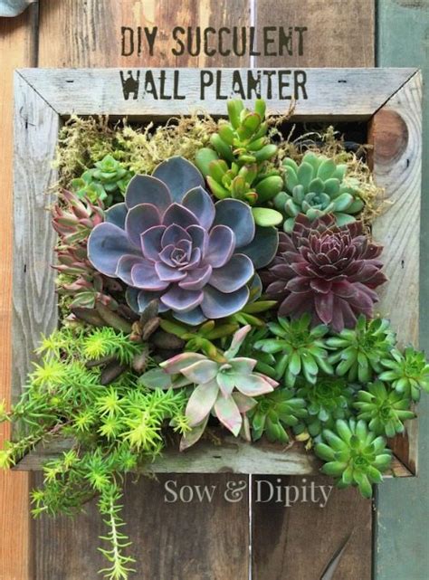 20 Succulents In Things Best Of Pinterest Tinselbox