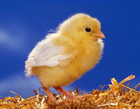 All 4u Hd Wallpaper Free Download Cute Baby Chick Wallpapers Free