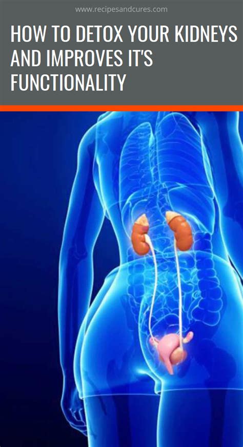 How To Detox Your Kidneys And Improves Its Functionality With Images