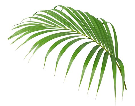 Tropical Green Palm Leaf Isolated On Transparent For Summer Background