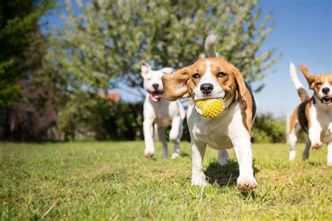 Behaviour And Your Pet Bellingen Veterinary Hospital