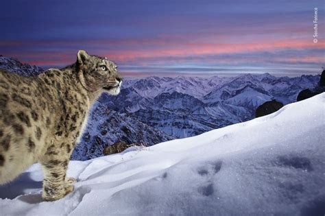 World Of The Snow Leopard Wall Print Natural History Museum Online Shop
