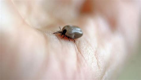 Tick Dream Meaning And Interpretation Beneficial Story